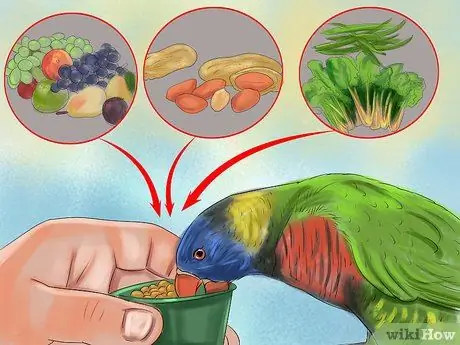 Выберите домашнего попугая Шаг 7
