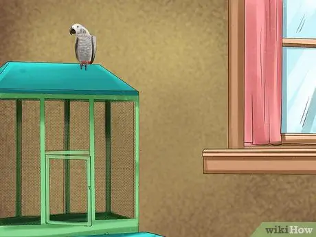 Выберите домашнего попугая Шаг 8