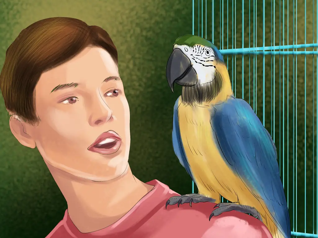 Как выбрать домашнего попугая: 10 шагов (с изображениями)