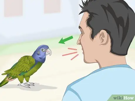 Научите попугая пионуса говорить. Шаг 1