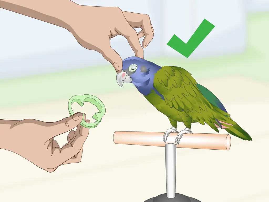 Как научить попугая пионуса говорить: 12 шагов (с иллюстрациями)