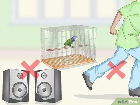 Создание среды обитания для попугаев-пионов, шаг 17