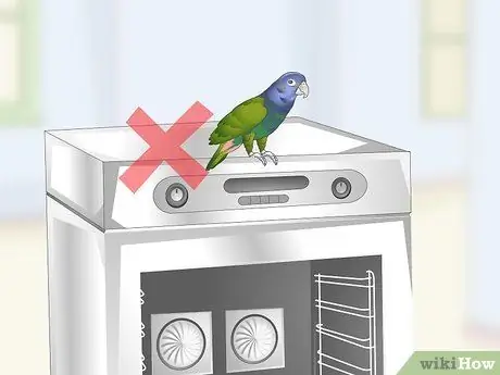 Создайте среду обитания для попугаев-пионов, шаг 19