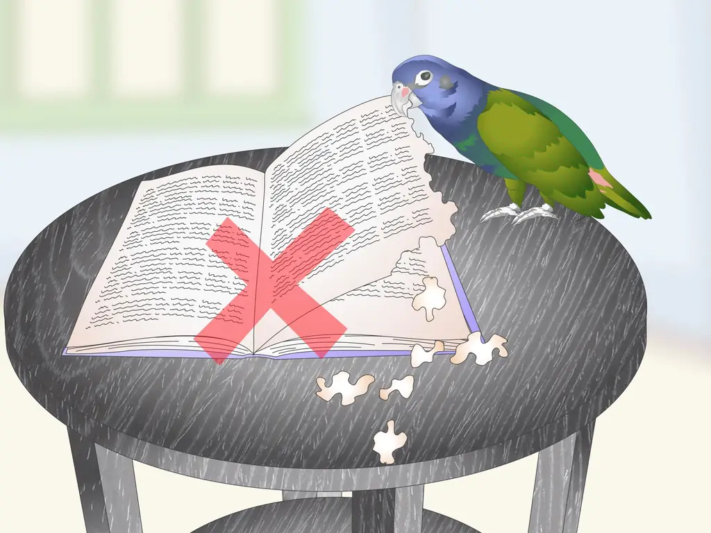 4 способа создать среду обитания для попугаев-пионов