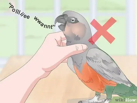 Как научить краснобрюхого попугая говорить. Шаг 14