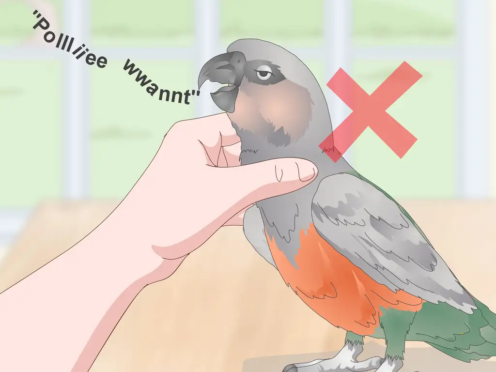 3 способа научить краснобрюхого попугая говорить