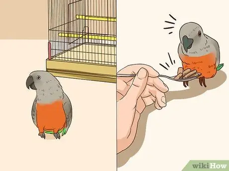 Как справиться с напуганным красным пузатым попугаем Шаг 1