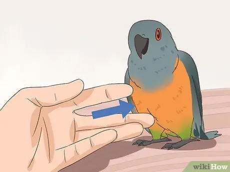 Как справиться с напуганным красным пузом попугая Шаг 10