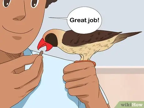 Как справиться с напуганным красным пузатым попугаем Шаг 12