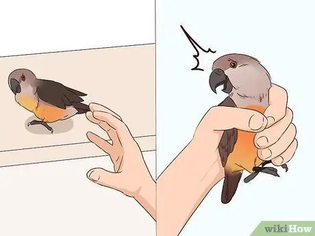 Как справиться с напуганным красным пузом попугая Шаг 3