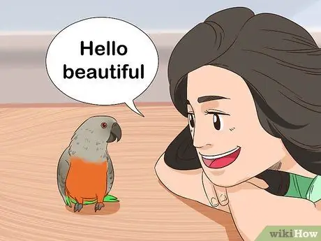 Как справиться с напуганным красным брюшком попугая Шаг 4