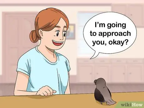 Как справиться с напуганным красным пузатым попугаем Шаг 5