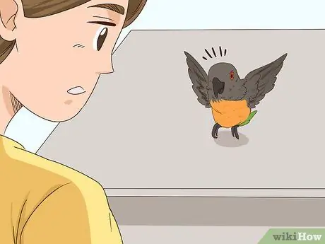 Как справиться с напуганным красным пузатым попугаем Шаг 6