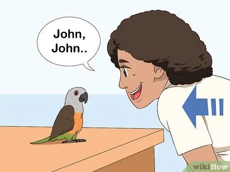 Как справиться с напуганным красным пузатым попугаем Шаг 7