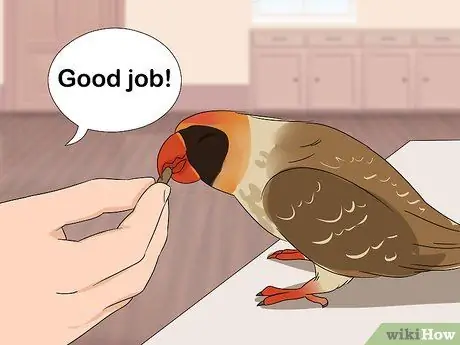 Как справиться с напуганным красным пузатым попугаем Шаг 8