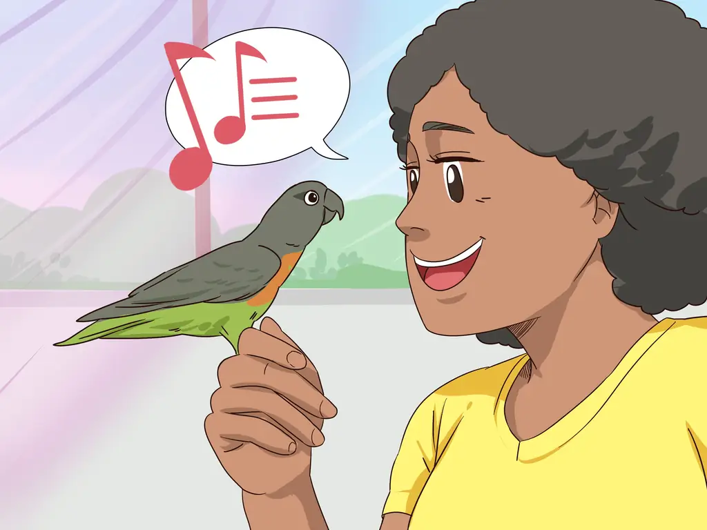 Как справиться с напуганным краснопузым попугаем: 13 шагов