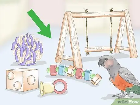 Развлекайте попугая с красным животом Шаг 1