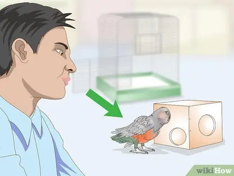 Развлекайте попугая с красным животом Шаг 10