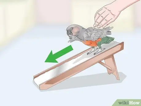 Развлекайте краснобрюхого попугая Шаг 11