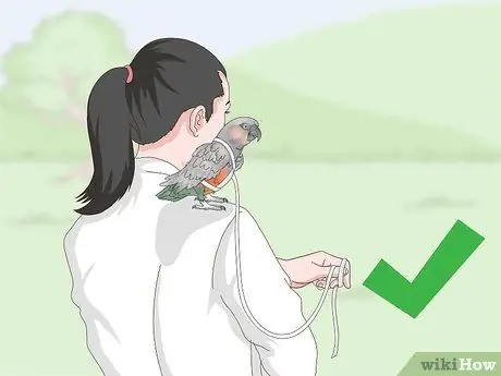 Развлекайте краснобрюхого попугая Шаг 15