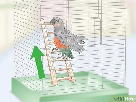 Развлекайте попугая с красным животом Шаг 4