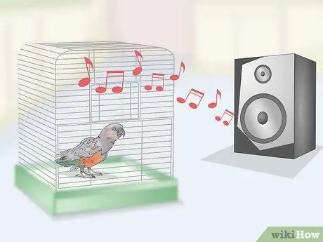 Развлекайте попугая с красным животом Шаг 5