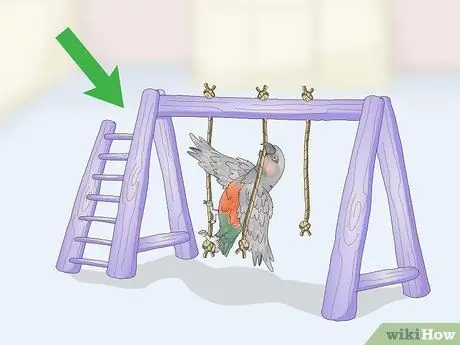 Развлекайте попугая с красным животом Шаг 7