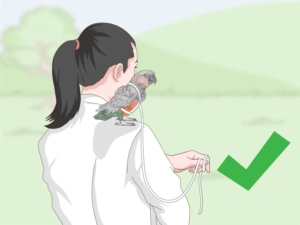 3 способа развлечь красного пузатого попугая