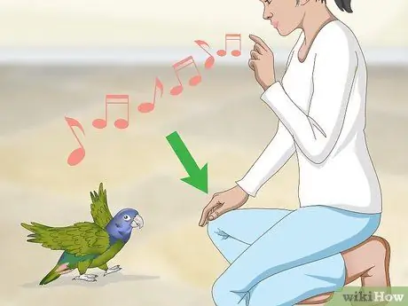 Развлекайте попугая-пионус Шаг 11