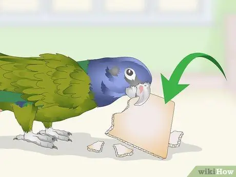 Развлекайте попугая-пионус Шаг 3