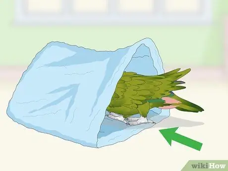 Развлекайте попугая-пионус Шаг 4