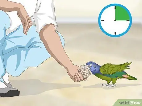 Развлекайте попугая-пионус Шаг 7
