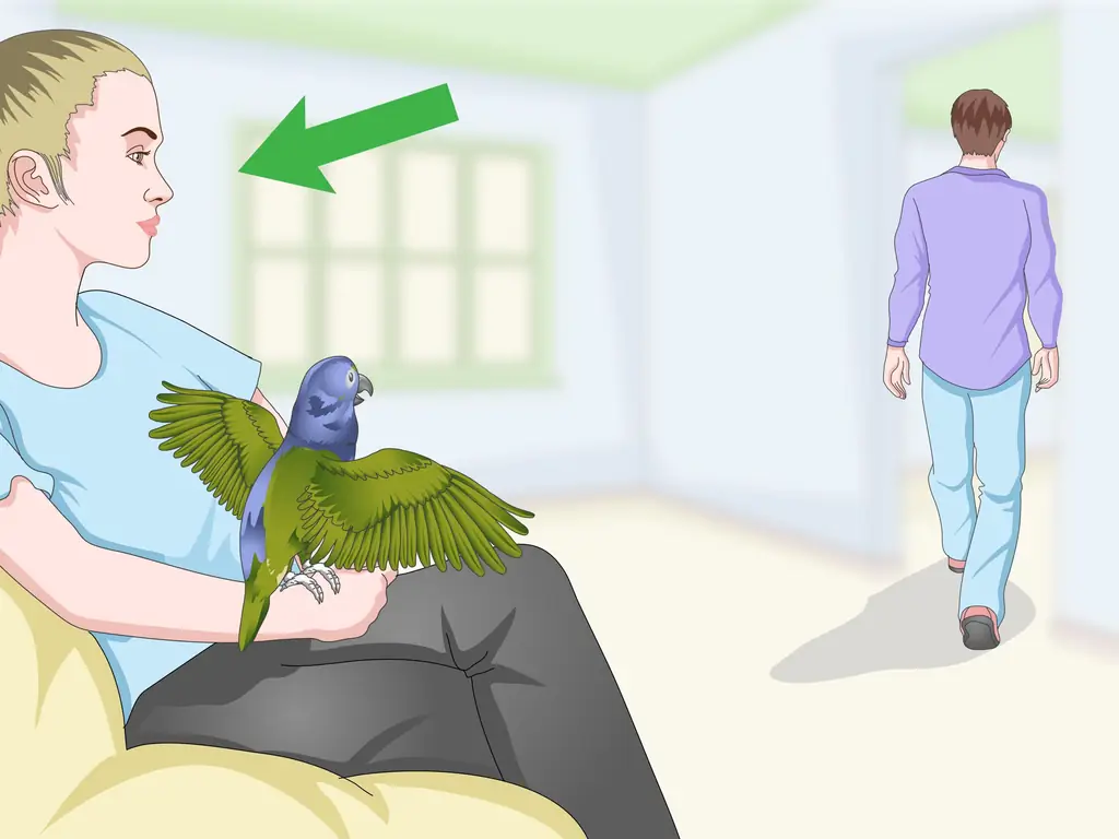 3 способа развлечь попугая-пионус
