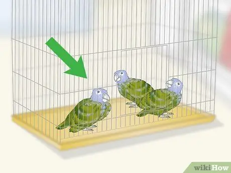 Связь с попугаем-пионусом Шаг 1