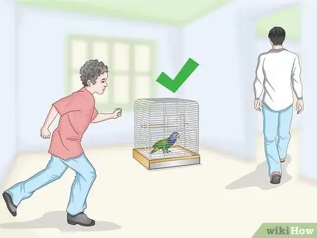 Связь с попугаем-пионусом Шаг 11