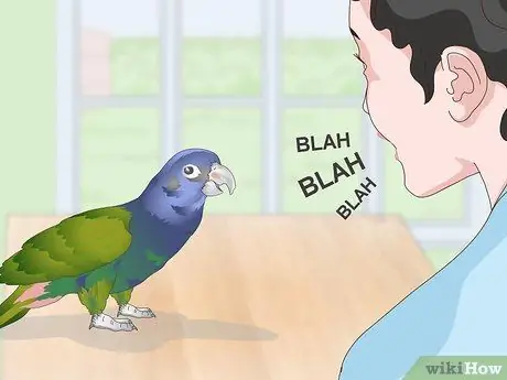 Связь с попугаем-пионусом Шаг 12