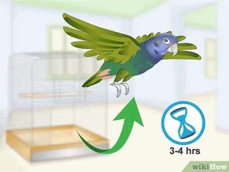 Связь с попугаем-пионусом Шаг 16