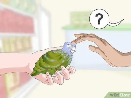 Связь с попугаем-пионусом Шаг 2