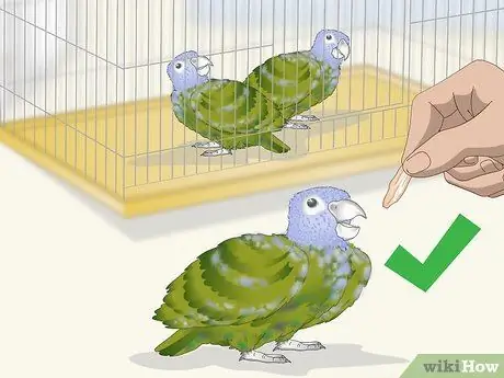 Связь с попугаем-пионусом Шаг 3