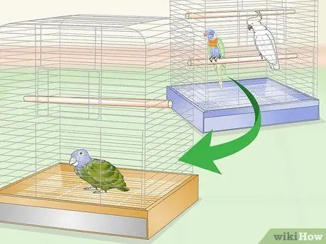 Связь с попугаем-пионусом Шаг 4