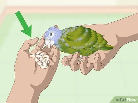 Связь с попугаем-пионусом Шаг 7