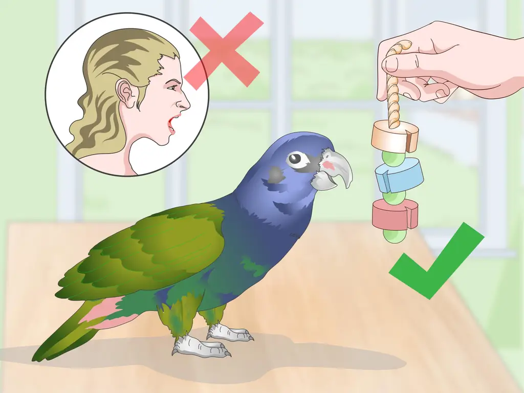 Три способа привязаться к попугаю-пиону