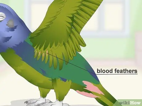 Уход за попугаями-пионами Шаг 10