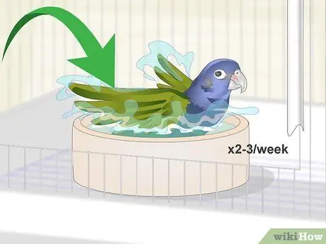 Держите попугаев Pionus в уходе, шаг 2