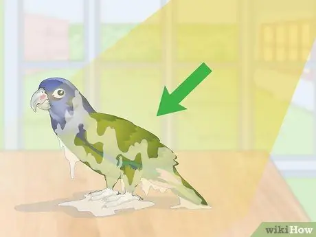 Уход за попугаями-пионами Шаг 4