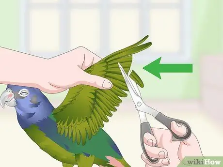 Уход за попугаями-пионами Шаг 8