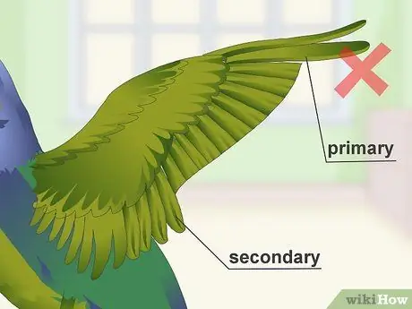 Уход за попугаями-пионами Шаг 9