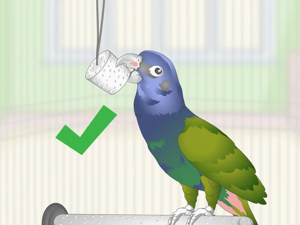 3 способа ухода за попугаями-пионами