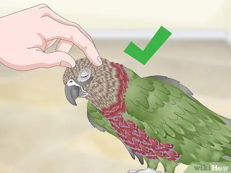 Справиться с агрессивным попугаем с головой ястреба Шаг 10