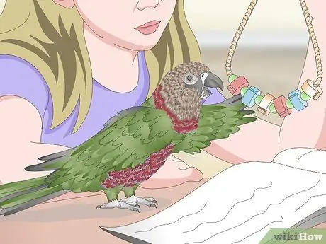 Справиться с агрессивным попугаем с головой ястреба Шаг 11